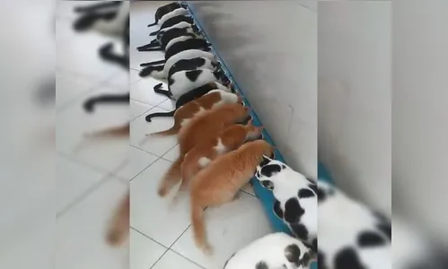 Homem invade apartamento da ex-esposa e furta 19 gatos; entenda