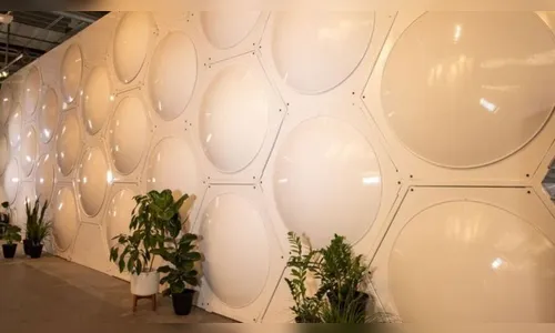 Nova York aprova compostagem com restos humanos; saiba mais