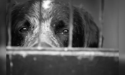 Em Califórnia, mulher é presa por maus-tratos de animais de estimação