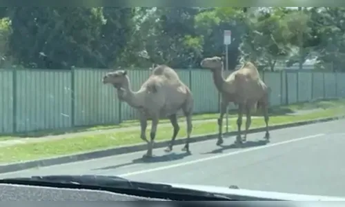 Vídeo: Camelos fogem de presépio vivo e passeiam em avenida