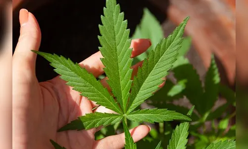 Após tentativa de furto, ladrões são detidos com pés de maconha