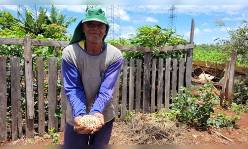Em Apucarana, terreno baldio é transformado em horta urbana