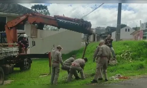 Cavalo morre ao cair em bueiro; moradores pediram conserto em janeiro