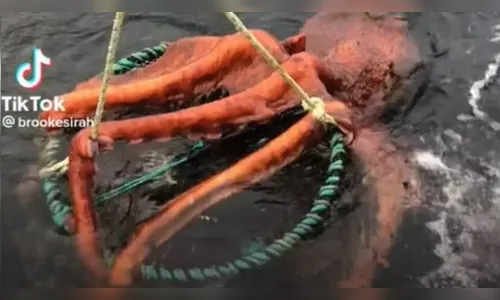 Vídeo: Polvo gigante se agarra em armadilha e assusta pescadores