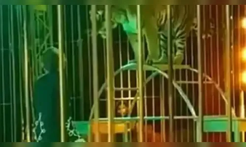 Vídeo: tigre ataca e morde pescoço de domador em apresentação de circo