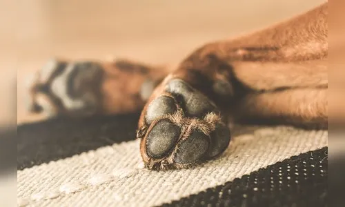 Cachorros idosos são furtados de residência em Apucarana