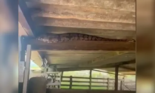 Susto: cobra de quase dois metros é resgatada de telhado; veja
