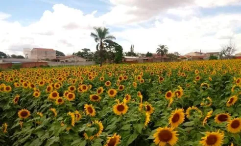 O lugar possui uma enorme plantação de girassóis