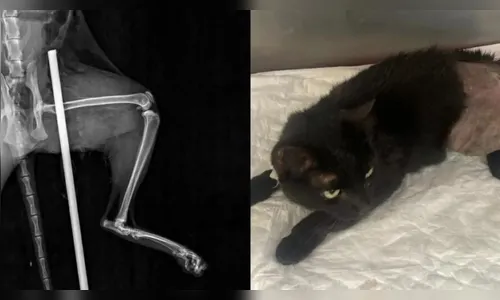 Gata sobrevive após ter corpo atingido por vergalhão em São Paulo