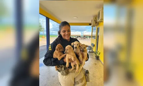 PRF resgata cachorrinhos que estavam abandonados na BR-163
