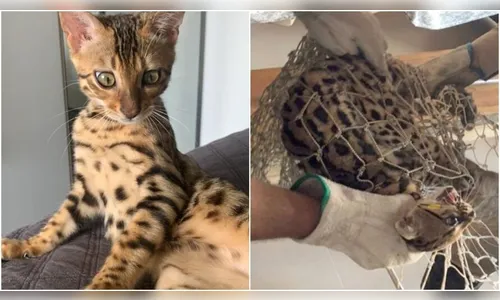 Moradores confundem gato de raça com onça e acionam bombeiros