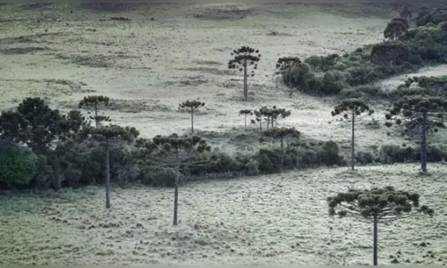 Santa Catarina registra 1ª geada de 2023 em pleno verão; saiba mais