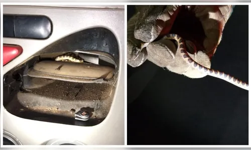 Mulher com bebê no colo é atacada por serpente dentro de carro
