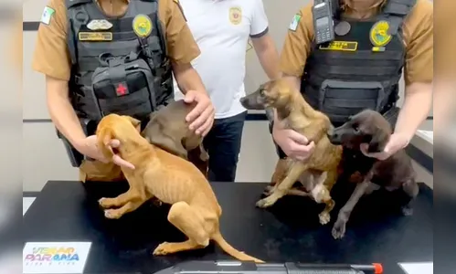 Adolescente utilizava carabina de airsoft para atirar em cães, no PR