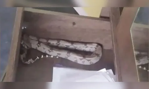 Mulher encontra jiboia dentro do guarda-roupa; bombeiros são chamados