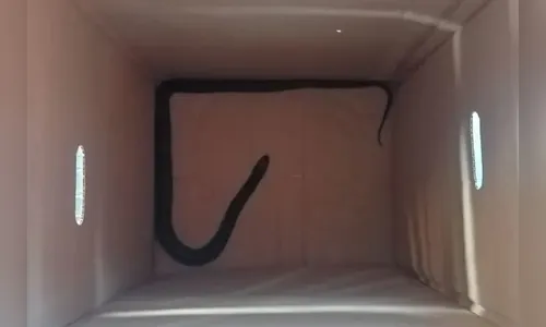 Cobra é capturada por funcionários dentro de supermercado no PR