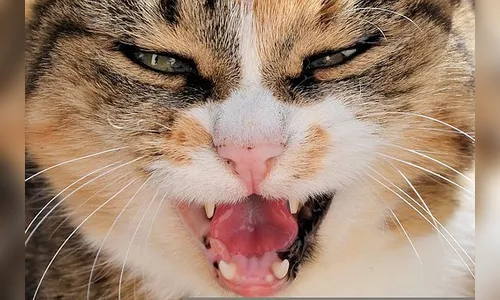 Gato ataca cachorra e provoca briga entre vizinhos; PM foi acionada
