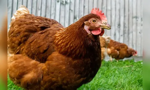 Fazendeiro decepa mão de trabalhador que furtou galinha, no Paraná