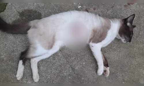 Gato é morto com tiro em condomínio do PR; síndico reagiu com deboche