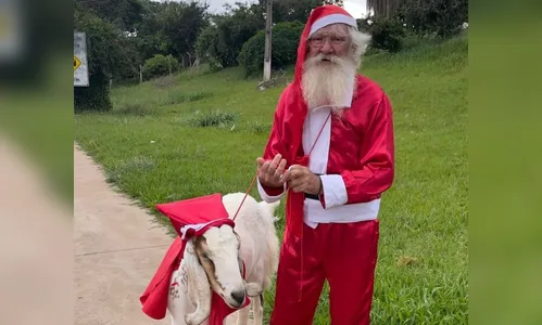 Bode vestido de Papai Noel chama atenção em Apucarana; assista