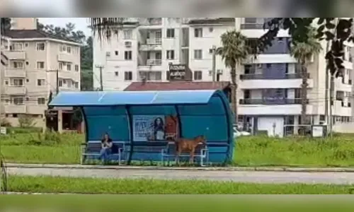 Pônei é flagrado 'esperando ônibus' e viraliza na internet; assista