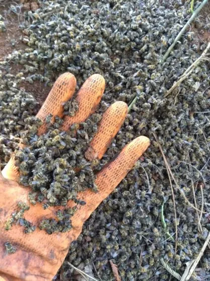 Abelhas morreram após uso de agrotóxicos em lavoura, denunciam apicultores