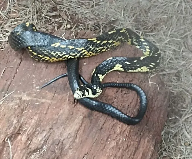 Cobra caninana é encontrada na AABB, de Jandaia do Sul