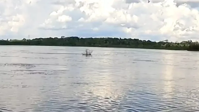 O embate animal ocorreu no Rio Madeira, em Rondônia