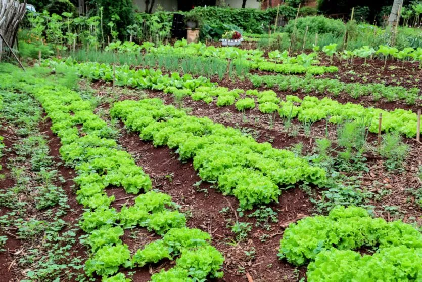 A Horta Acolher já funciona em nove unidades básicas de saúde