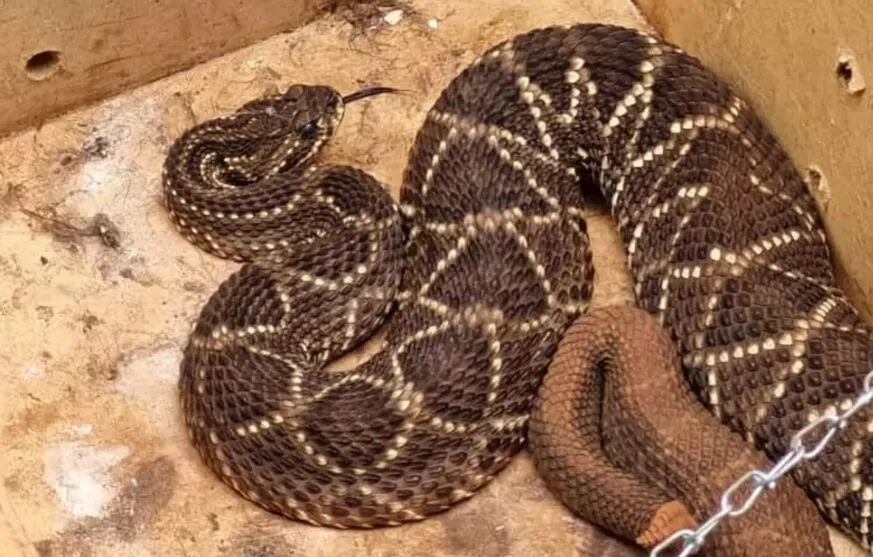 A cascavel foi encontrada dentro de uma gaveta no chão