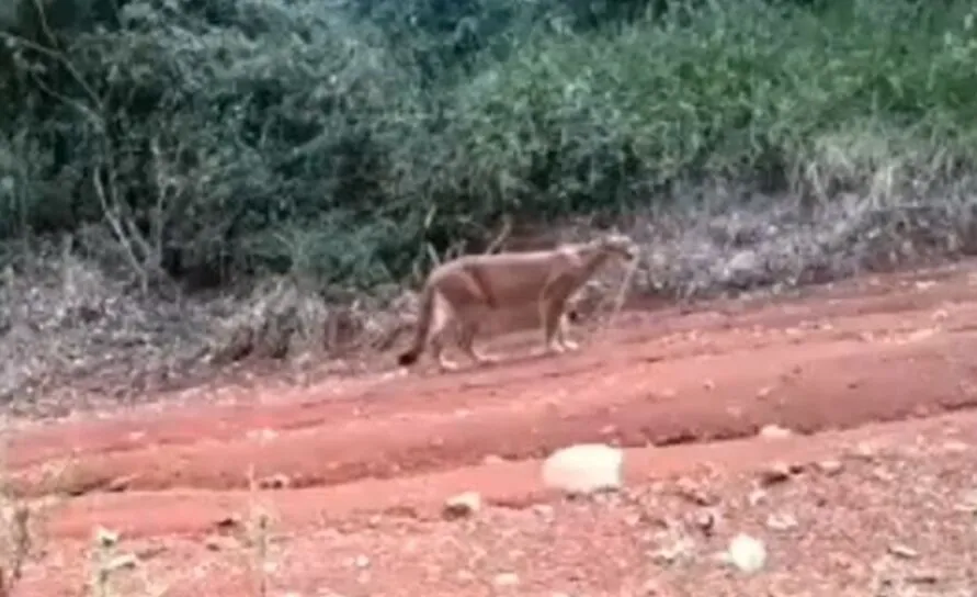 A onça-parda, Puma concolor, é o segundo maior felino do Brasil