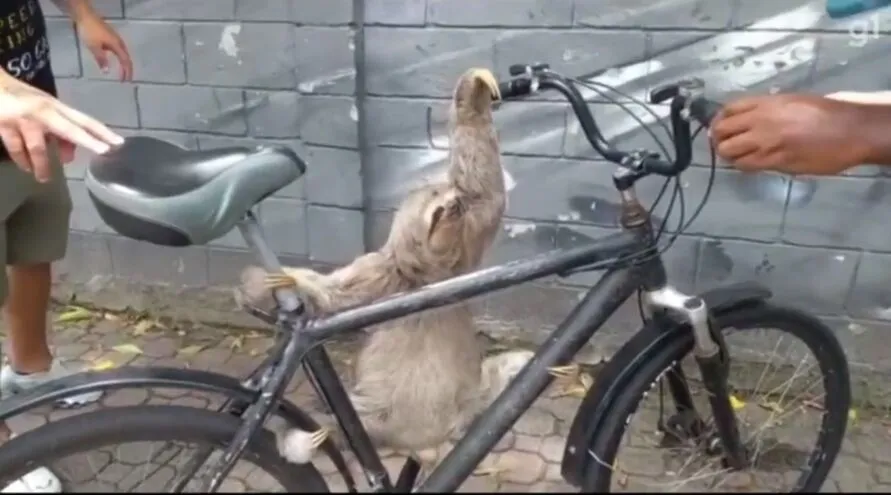 Bicho preguiça 'ciclista' tenta dar tapas em pessoas durante resgate