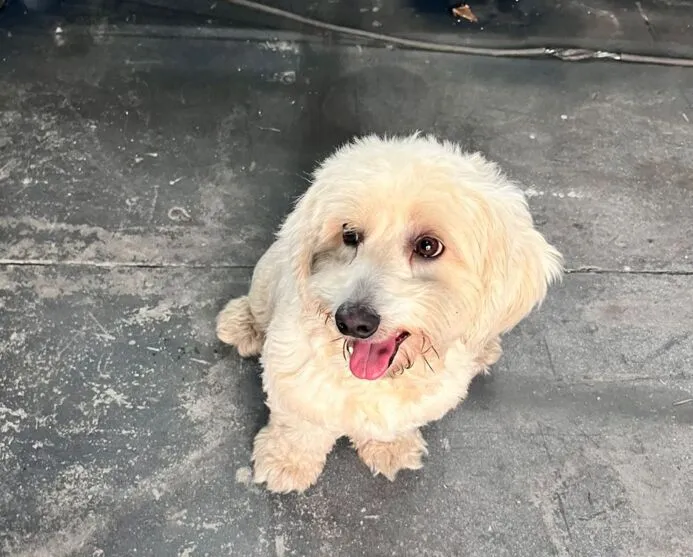 Cachorrinho foi retirado da rodovia