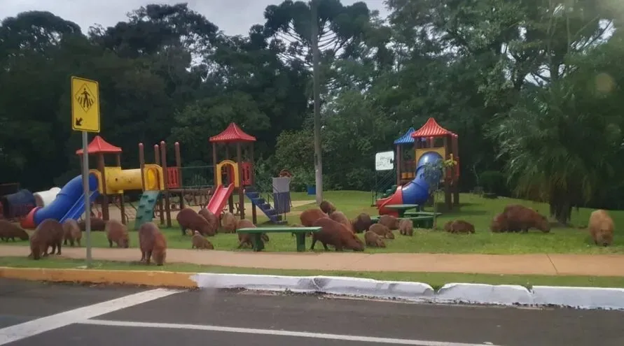 Capivaras foram flagradas em maio de 2022 'curtindo' a tarde em um dos parques do Lago Jaboti