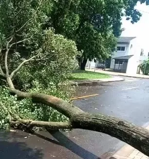Chuva com ventos de mais de 70 km/h derruba árvores no Paraná