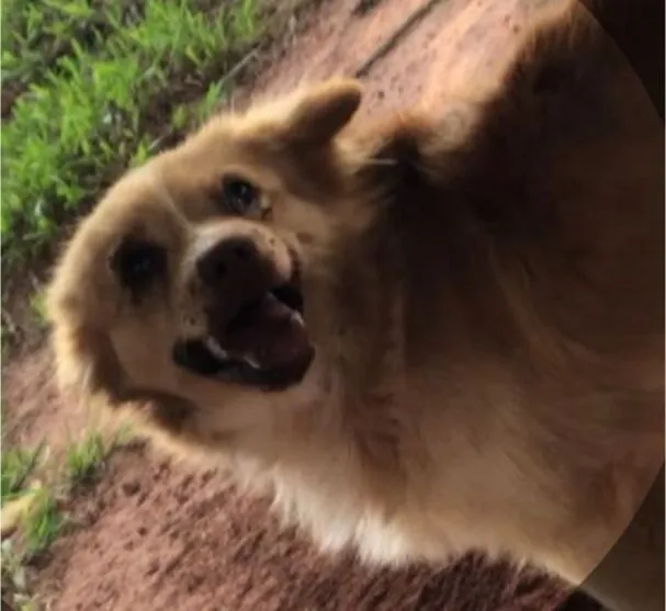 Cido, um cachorro vira lata de cerca de 2 anos que mora na chácara da família