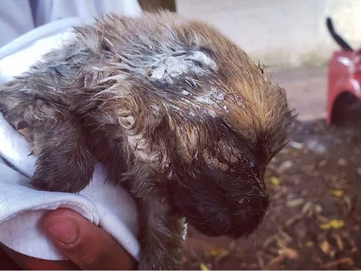 Maus-tratos: cachorra e filhotes são resgatados em Arapongas; veja