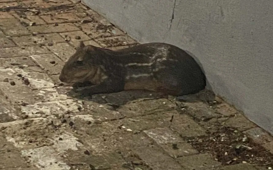 O animal foi encontrado na Rua Emílio Menezes, próximo ao Deppen (antiga delegacia