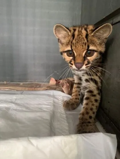 O animal silvestre estava desde o dia 13 de janeiro sendo atendido no Câmpus em Guarapuava