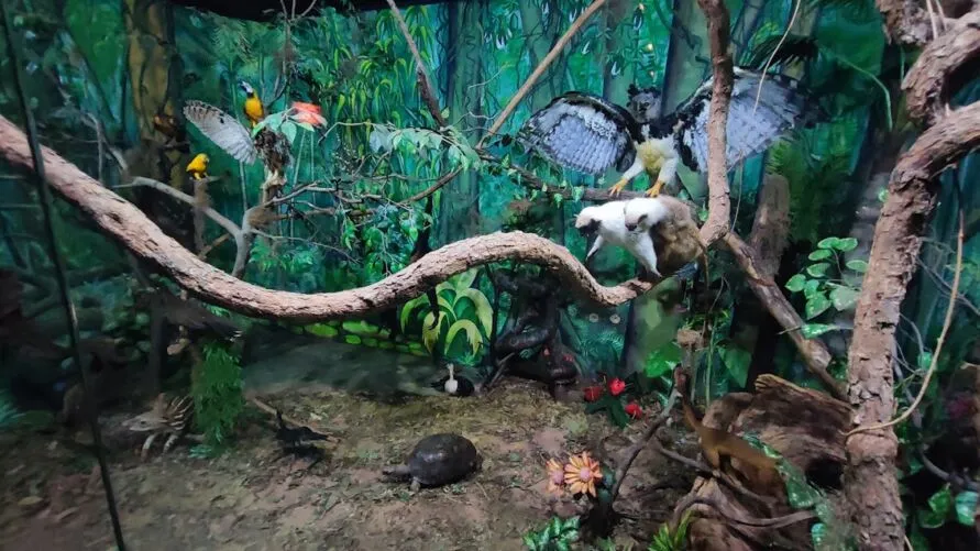 O museu é considerado referência nacional em taxidermia