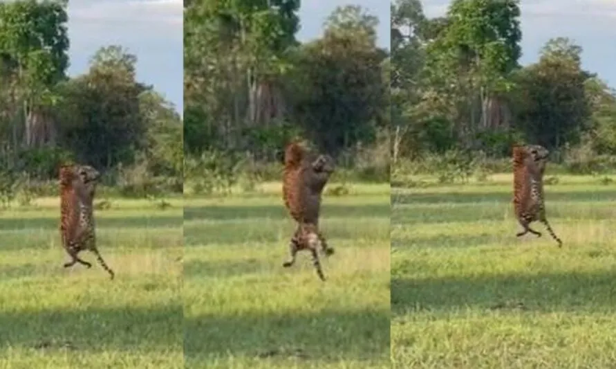 Os animais entraram em combate devido a uma disputa de território