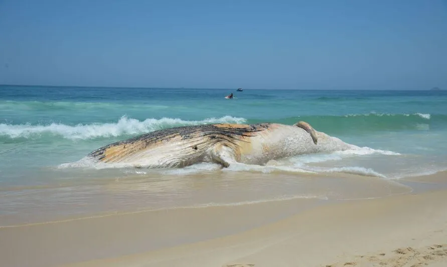 Rio de Janeiro - Corpo de baleia morta encalha na Praia do Arpoador, em Ipanema, na zona sul do Rio