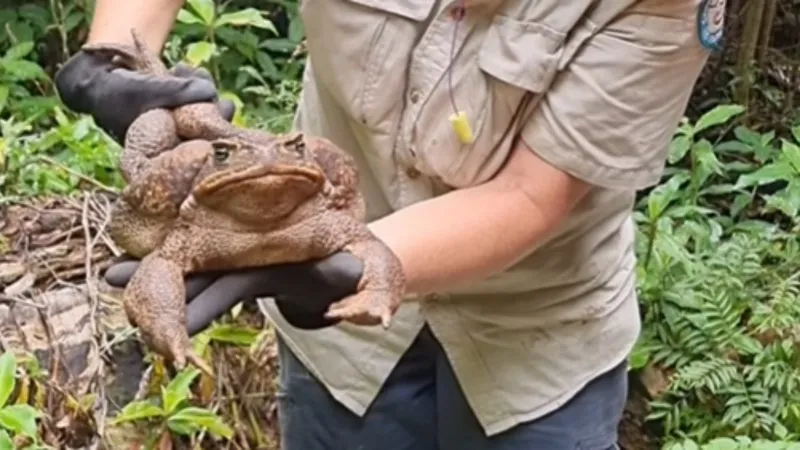 Um comunicado a respeito do animal que contém um tamanho incomum foi publicado pelo departamento nesta sexta-feira (20)