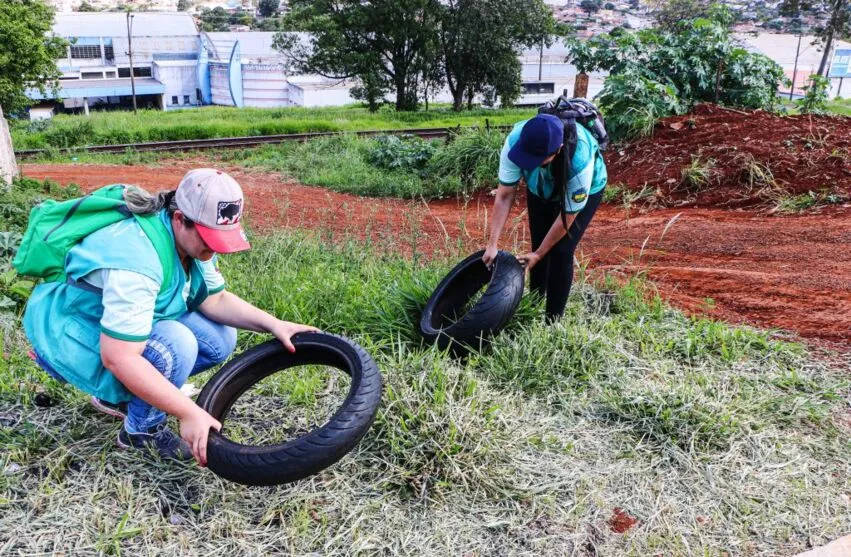 Verão historicamente favorece a proliferação do inseto por registrar chuvas e altas temperaturas.