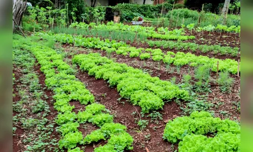 Programa Horta Solidária já abrange 40 regiões de Apucarana