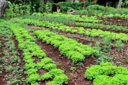 A Horta Acolher já funciona em nove unidades básicas de saúde