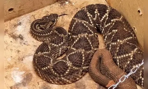 Vídeo: Cobra Cascavel assusta frequentadores de igreja no Paraná