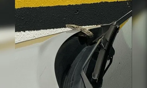 Estudante liga o carro e é surpreendida por jiboia no capô do veículo