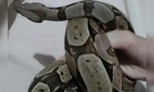 Vídeo: Jiboia de 2 metros é resgatada após 