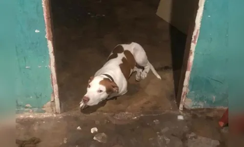 Vizinho resgata bebê que foi deixado sozinho em casa com pitbull